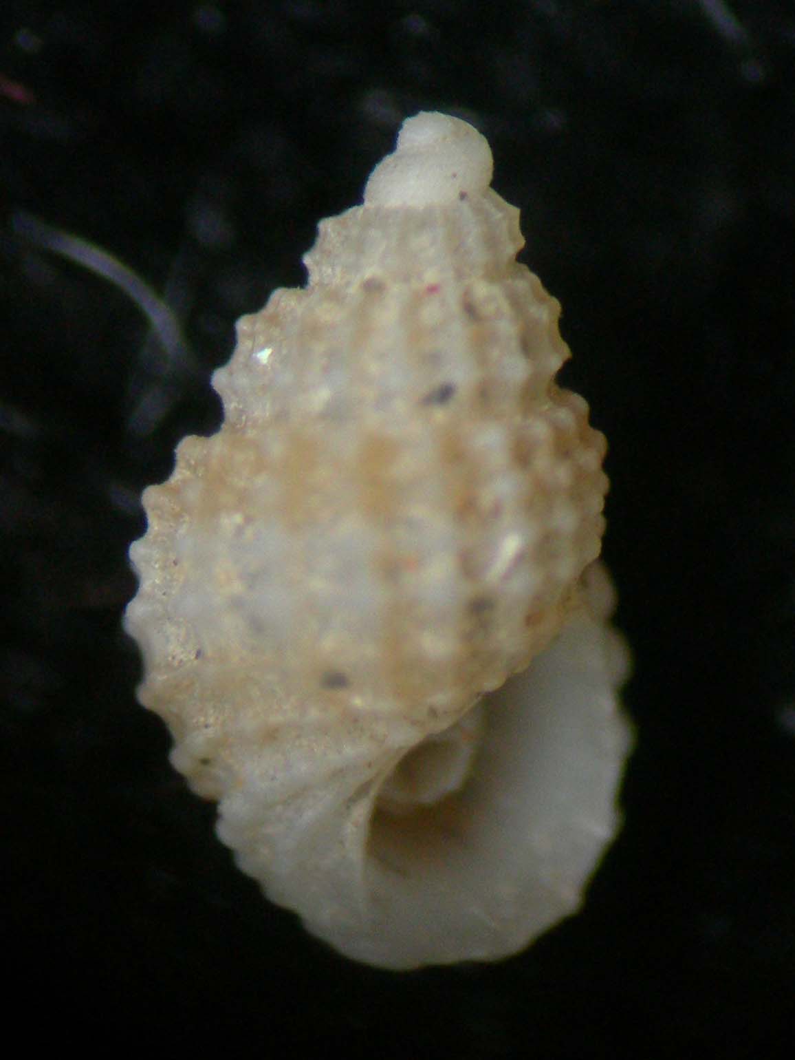 Alvania da Imperia